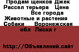 Продам щенков Джек Рассел терьера › Цена ­ 25 000 - Все города Животные и растения » Собаки   . Воронежская обл.,Лиски г.